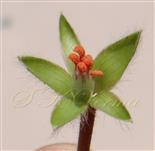  Calyx with androecium